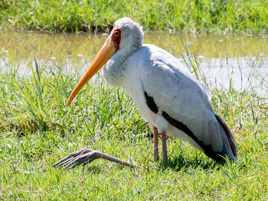 Yellow-billed Stork, Mycteria ibis