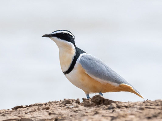 Pluvian fluviatile,  Pluvianus aegyptius. Observé sur la White Volta River vers le village de Daboya