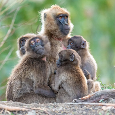 Gélada, Theropithecus gelada, femelle avec ses petits