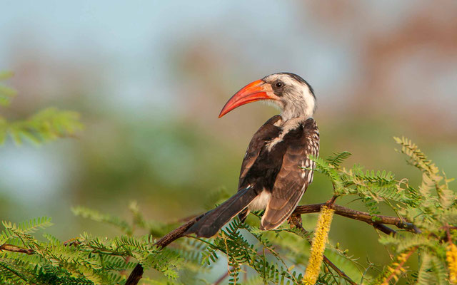 Calao à bec rouge, Tockus erythrorhynchus