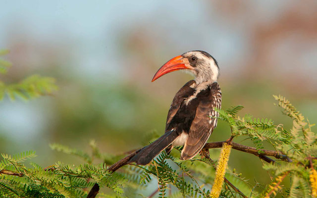 Calao à bec rouge, Tockus erythrorhynchus