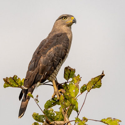 Southern Banded Snake Eagle, Circaetus fasciolatus