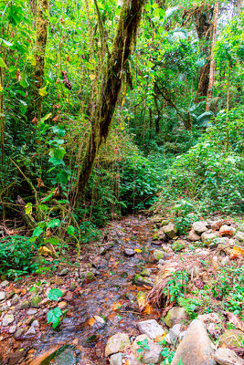 Forêt de San Gerardo