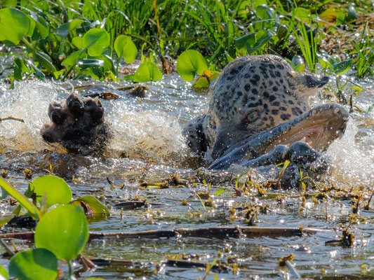 Predation of a Jaguar, Panthera onca on a Yacare caiman, Caiman yacare