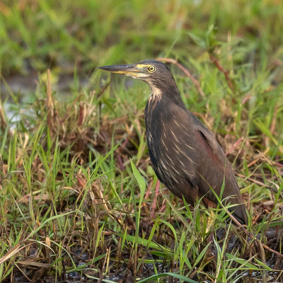 Crabier à ventre roux, Ardeola rufiventris