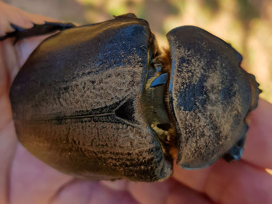 Actaeon beetle. Megasoma actaeon 