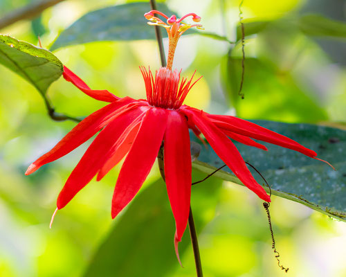 Passiflore à feuilles de vigne, Passiflora vitifolia