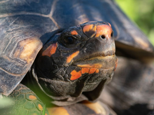 Tortue Charbonnière, Chelonoidis carbonarius