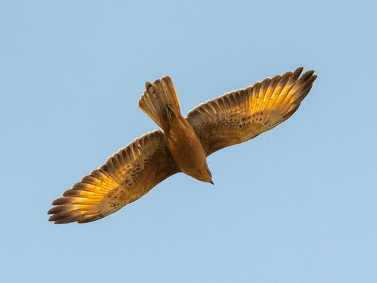 Busautour des sauterelles,  Butastur rufipennis