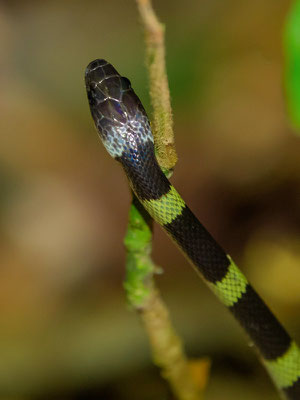 Oxyrhope Madras, Oxyrhopus petolarius