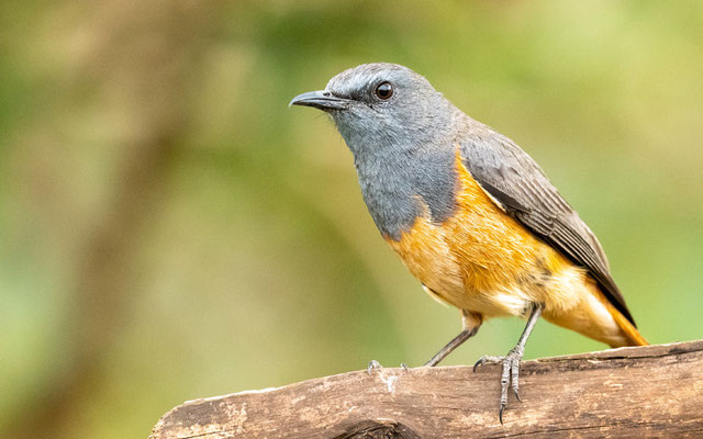 Monticole rougequeue, Monticola rufocinereus