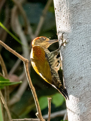 Red-stained Woodpecker, Dryobates affinis
