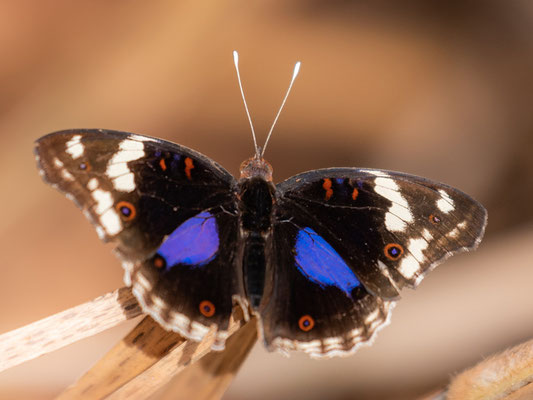 Junonia oenone