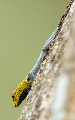 Lygodactylus luteopicturatus, un endémique de la famille des Gekkonidae.