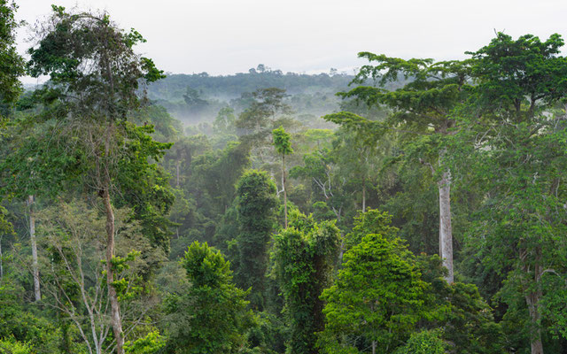 Forêt tropicale du Parc national de Kakum