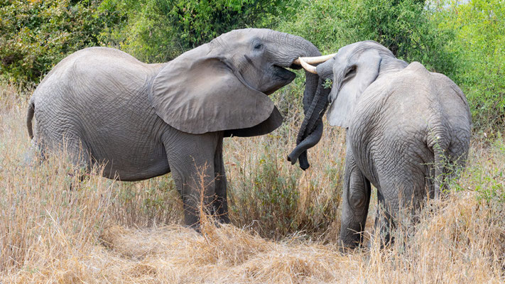 L' Eléphant de savane, Loxodonta africana, le Parc de Ruaha habrite la plus grosse densité de Tanzanie.