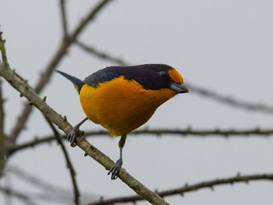  Organiste teité, Euphonia violacea