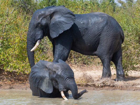 Eléphant de savane, Loxodonta africana se rafraichissant au bord d'un étang créé par un lodge de luxe situé en amont