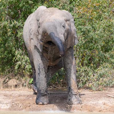 Eléphant de savane, Loxodonta africana se désaltérant au bord d'un étang créé par un lodge de luxe situé en amont