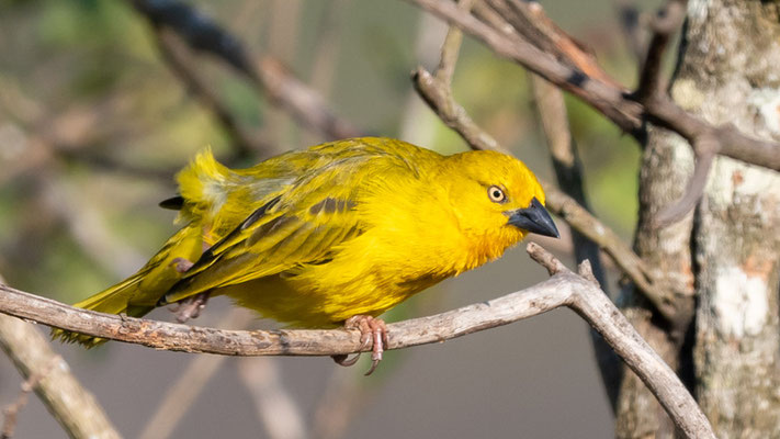 Tisserin safran, Ploceus xanthops