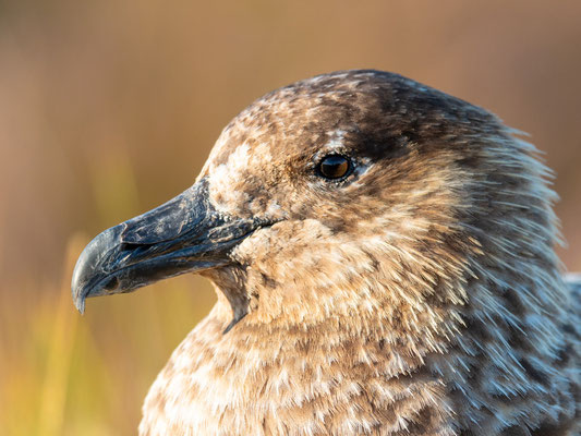 Portrait du Grand Labbe, Stercorarius skua