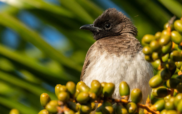 L'une des quatre sous-espèces du Bulbul des jardins présentes dans le pays. Pycnonotus barbatus spurius