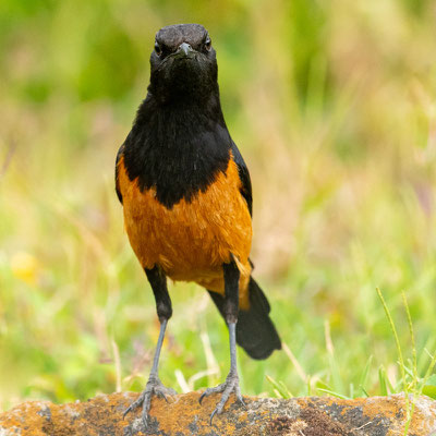 White-winged cliff chat, Thamnolaea semirufa