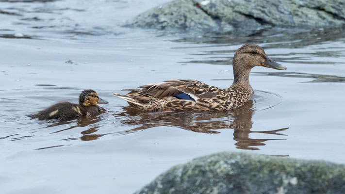 Mallard female, Anas platyrhynchos,  with a chick