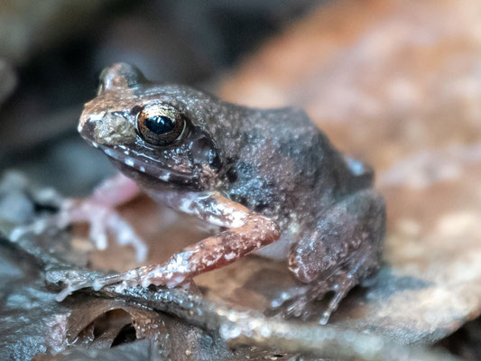 Arthroleptis stenodactylus