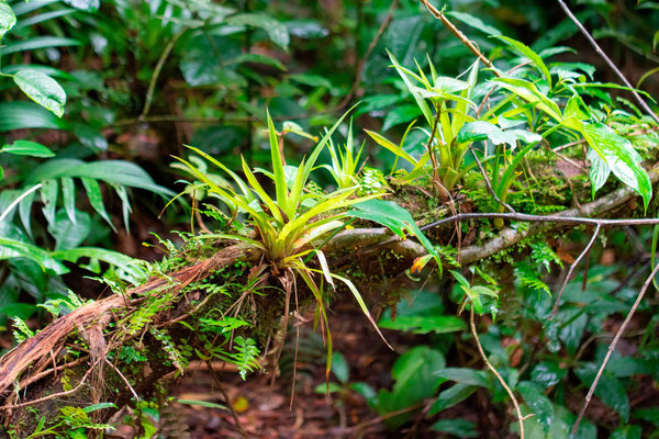 epiphyte plant diversity