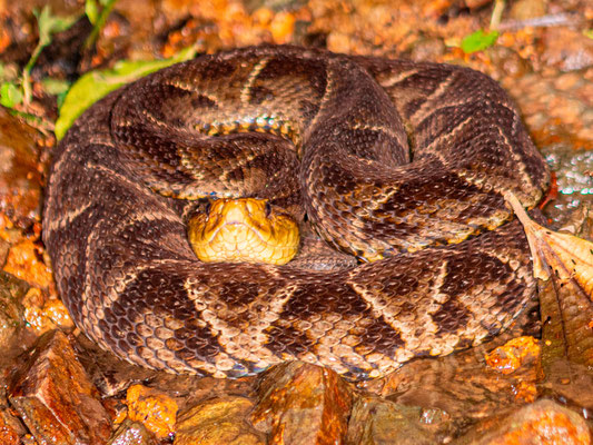 Magnifique spécimen de Fer-de-lance, Bothrops asper