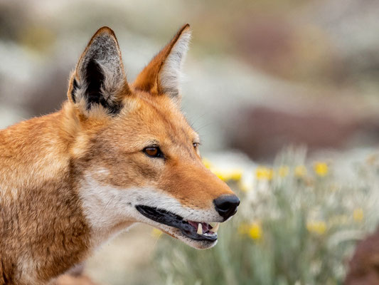 Loup d'Abyssinie, Canis simenso. Portrait