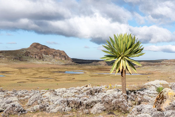 Paysage du plateau de Sanetti, un peu plus de 4000m.a.m, avec au premier plan un lobelia géant, Lobelia rhynchopetalum. ENDÉMIQUE