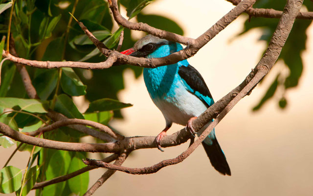  Martin-chasseur à poitrine bleue, Halcyon malimbica 