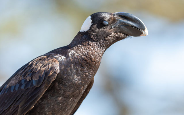 Corbeau cobivau, Corvus crassirostris. Endémique. Hara lodge