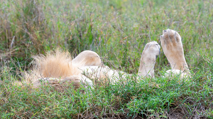 Lion , Panthera leo