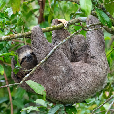  Paresseux à Gorge, Brune Bradypus variegatus