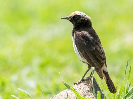 Abyssinian Wheatear, Oenanthe lugubris mâle