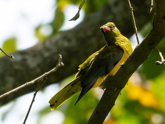 Green-headed Oriole, Oriolus chlorocephalus