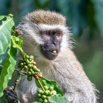 Vervet Bleu, Chlorocebus pygerythrus