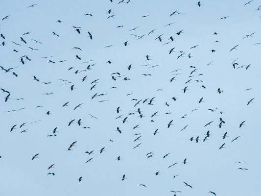 Vol de Cigogne blanche, Ciconia ciconia en migration active.