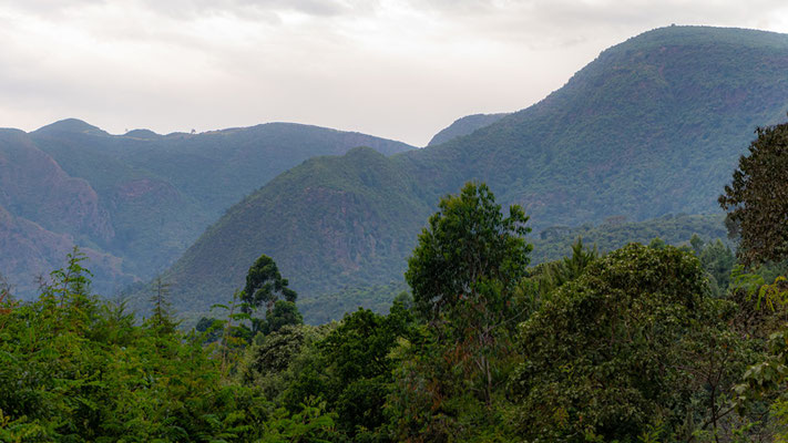 Wondo Genet forest