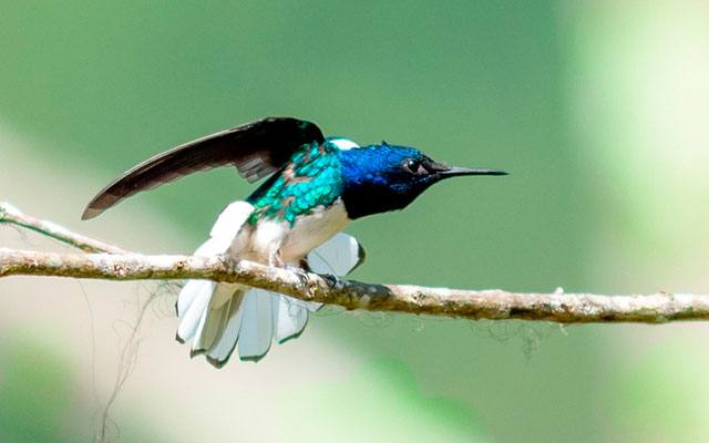 Colibri jacobin, Florisuga mellivora, mâle