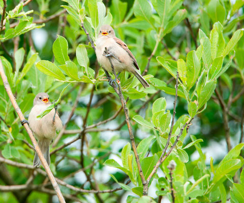 Rémiz penduline, Remiz pendulinus