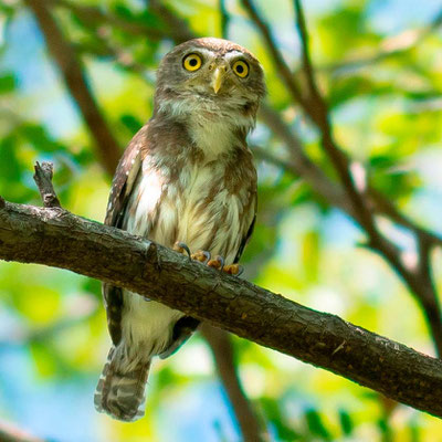 Chevêchette brune, Glaucidium brasilianum