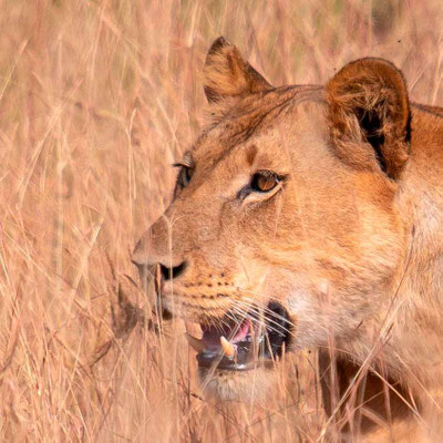 Portrait de lionne