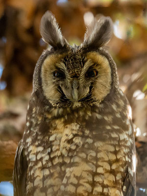 Hibou d'Abyssinie , Asio abyssinicus