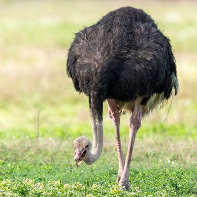 Common Ostrich, Struthio camelus male