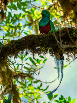 Quetzal resplendissant, Pharomachrus mocinno mâle