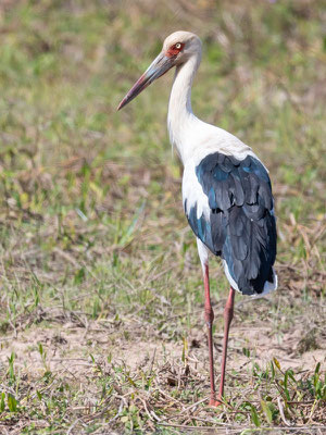 Cigogne maguari, Ciconia maguari